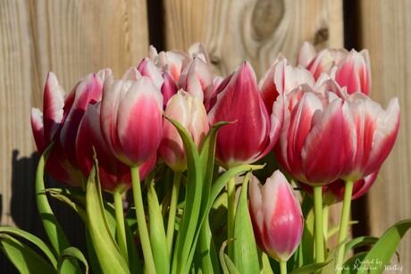 Bos Tulpen