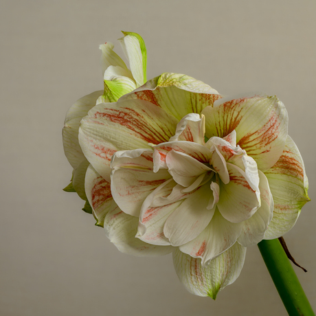 Amaryllis