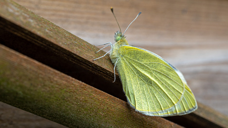 Citroenvlinder