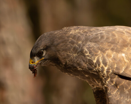 Buizerd