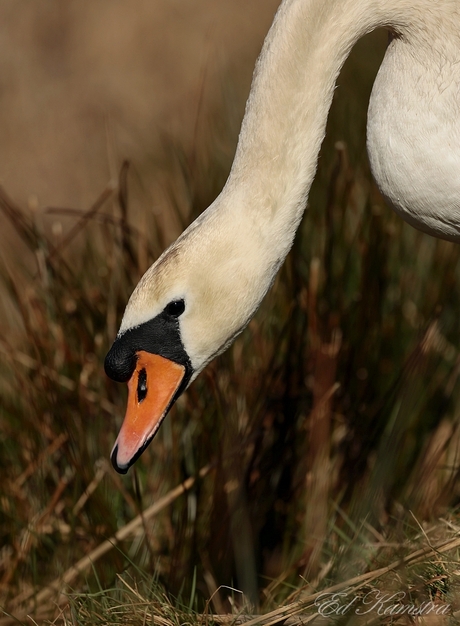 zwaan