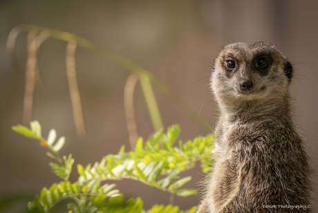 Meerkat ..