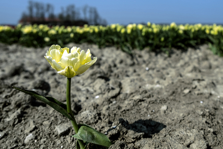 Verdwaalde tulp