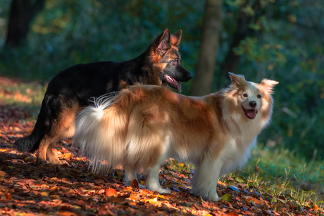 Duitse Herder en Border Collie in het bos