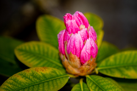 Rhododendronrust