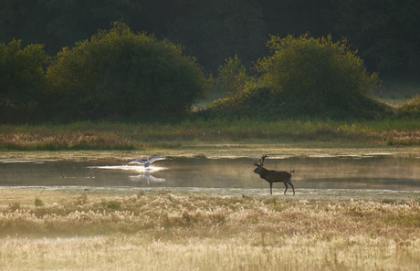 Burlend hert met landende zwaan