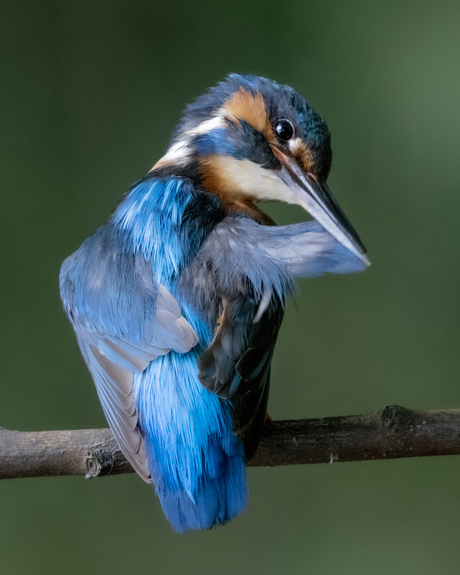 Poetsende ijsvogel 2