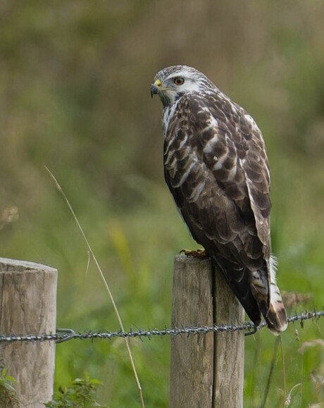 Buizerd