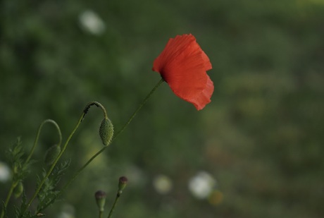Vandaag is rood 