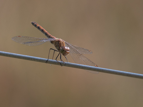 Bruinrode heidelibel