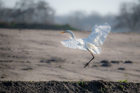 Grote zilverreiger