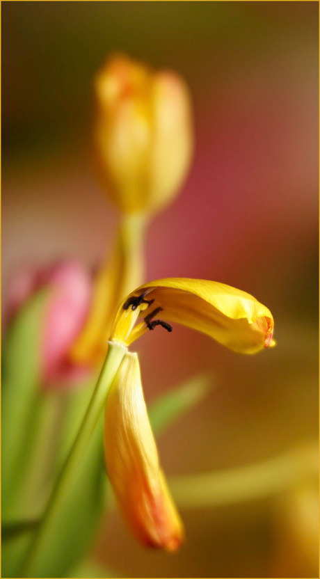 laatste stuiptrekkingen.................