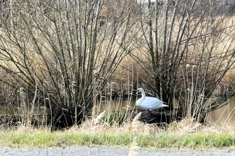 P1300379   Monster Vlotwatering  gebied  Verstoppertje spelen  op 17 mrt 2026  