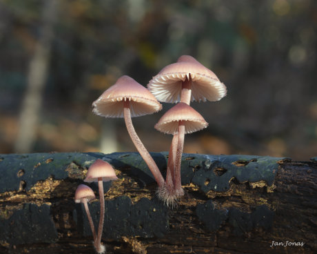 Grote bloedsteelmycena  vastgelegd tijdens de paddenstoelen Zoomdagen 2024