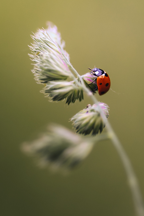 Ladybug
