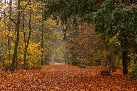 Herfst is Het Wandelbos