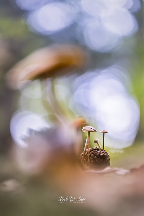 Uit de anonimiteit... 