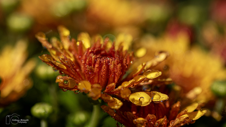 Chrysant met waterdruppels