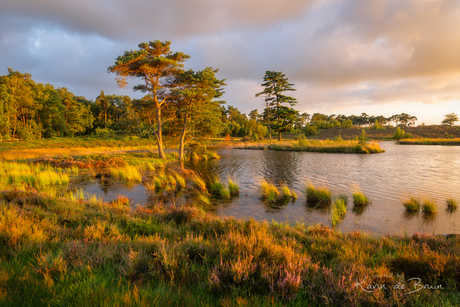 Golden Light at Hatertse Vennen!