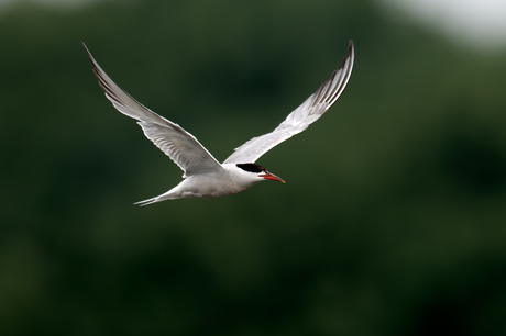 Visdief - Common Tern