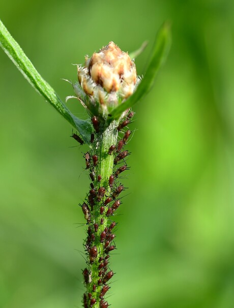 Wat een luizenleven.