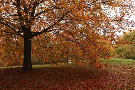 Herfst in het park