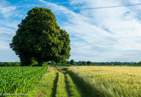 Oude boom in de buurt van Mheer