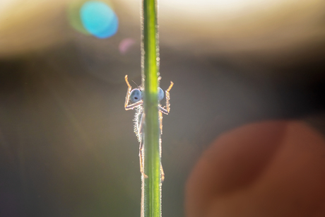 Wanhopige juffer....