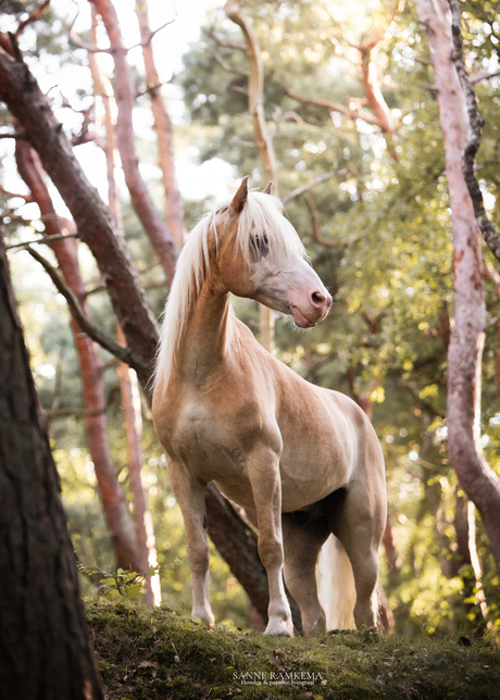 Haflinger Nixon in Zweden