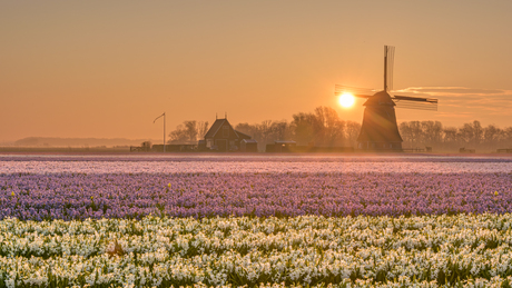 Zonsopkomst boven een bollenveld