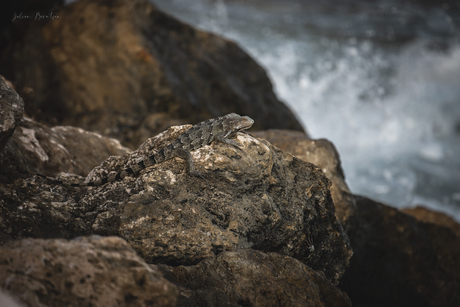 Leguaan op de rotsen bij de woeste zee 