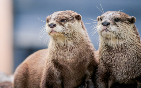 Poserende otters 
