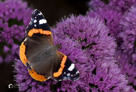 Vlinder op een Allium