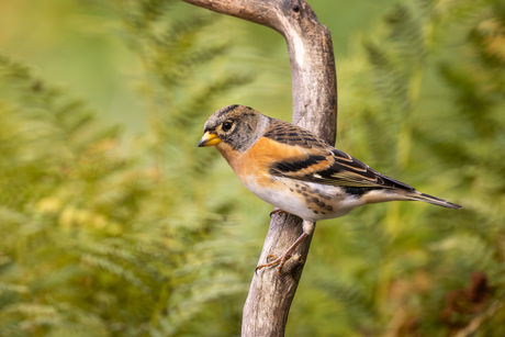 Mannetje van de Keep 