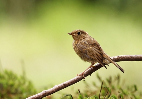 roodborst   ,   juveniel