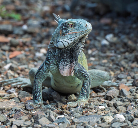 Leguaan 