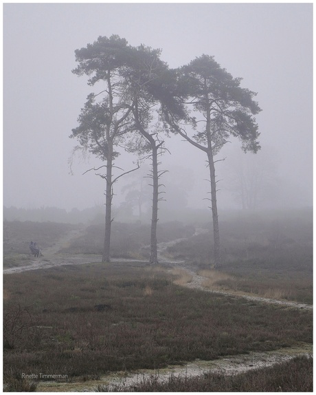 Dennen in de mist
