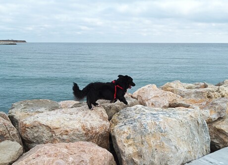 Onze lieve Lucky