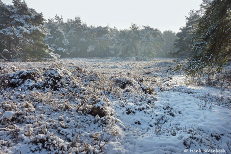 Besneeuwde heide 2010