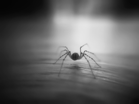 The back of a small spider.