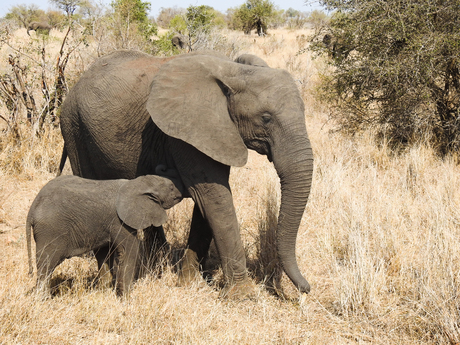 Olifant moeder met jong