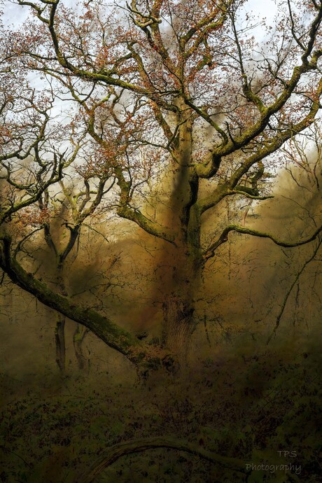 Grillige sprookjesboom