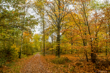 Herfst