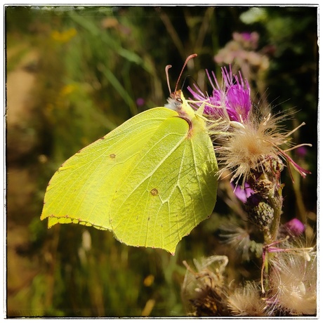 Citroenvlinder (vrouw)