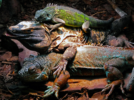 Reptielen Drie