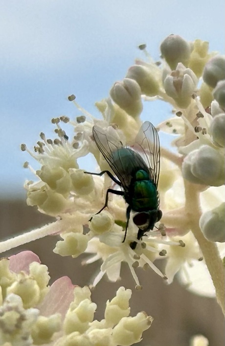 Vlieg op hortensia