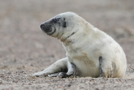 Grijze zeehond pup