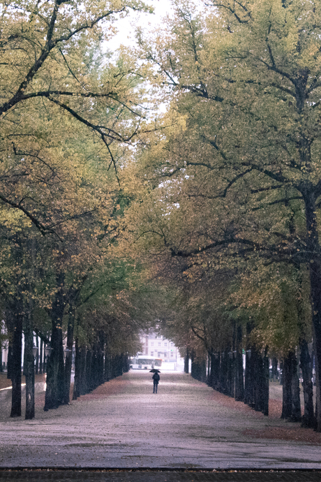 Lange Voorhout, Den Haag