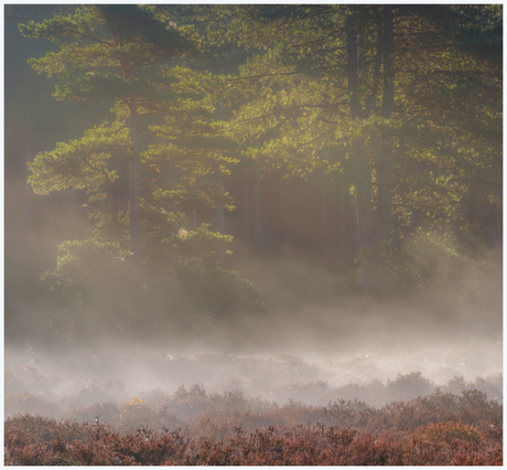 Beetje nevel in het bos/heide.