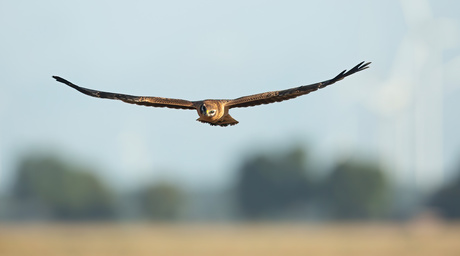 Jonge Grauwe Kiekendief
